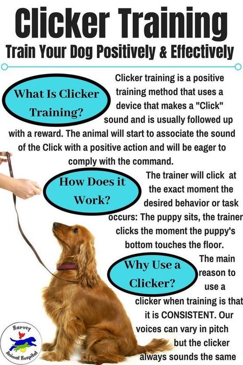 Unlocking the Potential: Dog Brain Training Techniques Dog Brain Training, Dog Tricks Easy, Pitbull Quotes, Smart Dogs, Brain Games For Dogs, Hidden Talents, Positive Dog Training, Training Dogs, Dog Tricks