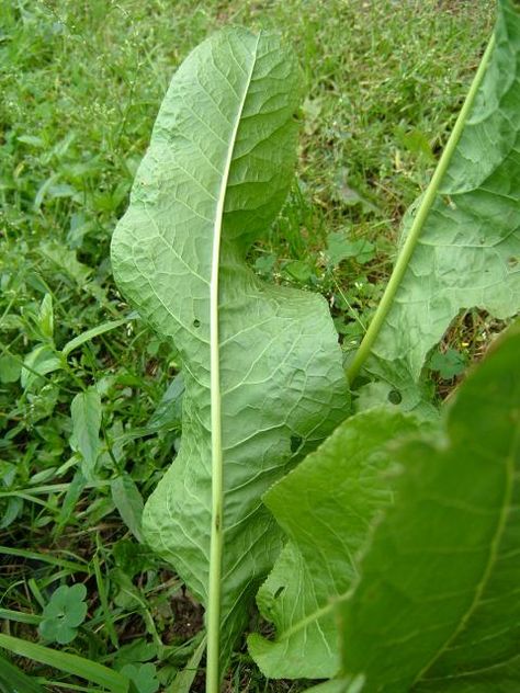 Pumpkin Recipes Breakfast, Horseradish Plant, Radish Leaves, Horse Radish, Salat Wraps, Horseradish Recipes, Sandwich Recipes Indian, Veggie Side Dish Recipes, Radish Greens