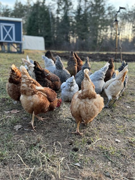 Pretty Chicken Breeds, Food For Chickens, Green Potatoes, Chicken Eating, Chicken Health, Backyard Flocks, Farm Lifestyle, Eat Meat, Human Food