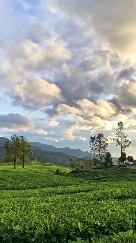 kebun teh gunung dempo Village Vibes, 2024 Goals, Wallpaper Hp, Night Quotes, Beautiful View, Good Night Quotes, Boyfriend Pictures, Beautiful Views, Lightroom