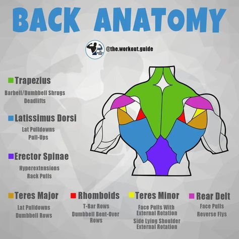 Back Anatomy, Back Strength, Workout Gym Routine, Gym Workout Guide, Workout Program Gym, Gym Workout Planner, Bodybuilding Workout Plan, Muscle Anatomy, Effective Workout Routines