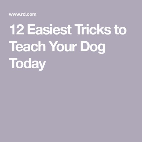 12 Easiest Tricks to Teach Your Dog Today Tricks For Dogs, Tricks To Teach Your Dog, Pet Websites, Shih Tzu Training, Dog Tricks Easy, Teach Dog Tricks, Dog Training Tricks, Easy Pets, Reactive Dog