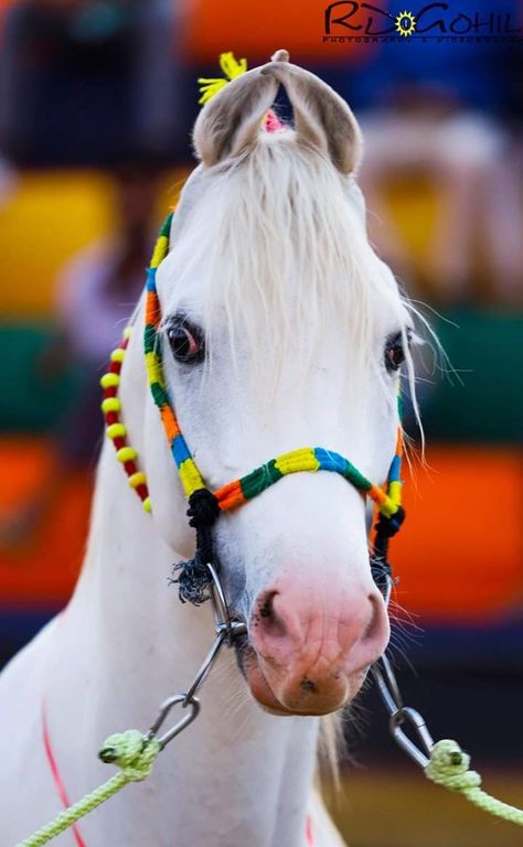 Photo credit- RD Gohil Arabian Horse Costume, Kathiyawadi Horse, Wedding Horse, Marwari Horses, Horse Wedding, Wallpaper Photo Gallery, Horse Costumes, Akhal Teke, Most Beautiful Horses