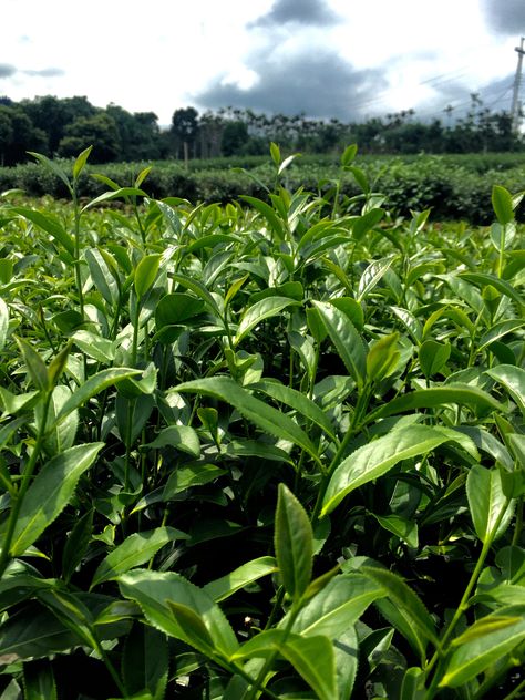 Above is a closeup shot of the tea garden that this batch of tea was harvested from in Yonglong Village, Taiwan. It is an heirloom crop of Qing Xin Oolong in th Tea Farm Photography, Tea Garden Plants, Travel Bangladesh, Tea Fairy, Tea Growing, Green Tea Plant, Tea Plants, Agriculture Photos, Crop Field