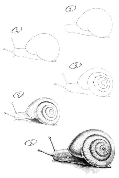 Snail Drawing Tutorial, Snail Pencil Drawing, Animals To Draw Step By Step, How To Draw A Snail Step By Step, Step By Step Drawing For Beginners Pencil Learning, Simple Drawing Ideas Step By Step, Snail Sketch Simple, Animal Drawing Tutorial Step By Step, Snail Painting Easy