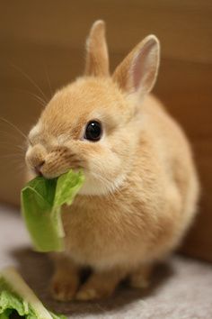 bunny eating lettuce Rabbit Eating, Small Rabbit, Bunny Pictures, Funny Bunnies, Baby Bunnies, Cute Creatures, Sweet Animals, 귀여운 동물