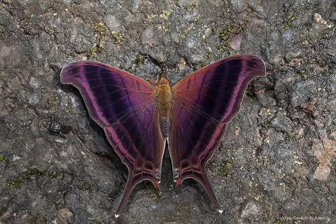 Moth Caterpillar, Moths And Butterflies, Butterfly Photos, Beautiful Bugs, Butterfly Pictures, Amethyst Color, Arachnids, Bugs And Insects, Butterfly Garden