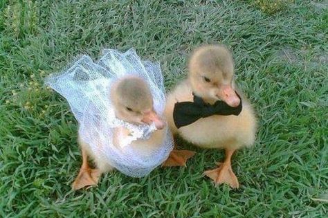 You may now kiss the bride.... The DUCK bride!!! 🐤 Baby Ducks, The Grass, Ducks