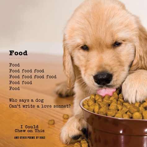 10 Hilariously Deep Poems Written By Dogs Golden Retriever Baby, Probiotics For Dogs, Natural Pet Food, Multiple Dogs, Dog Food Brands, Healthy Dog Food Recipes, Best Dog Food, Puppy Food, American Kennel Club