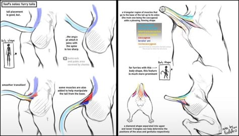 Tail Tutorial, Anatomy Tips, Pokemon World, Anatomy Sketches, Drawing Help, Animal Anatomy, Anatomy References, Drawing Refs, Concept Art Drawing