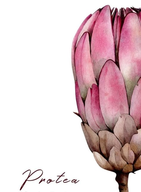 Protea Flower Watercolor, Protea Botanical Illustration, Protea Art Paintings, Tropical Watercolor Paintings, Protea Flower Drawing, Protea Flower Painting, Floral Illustrations Botanical, Protea Illustration, Protea Wallpaper