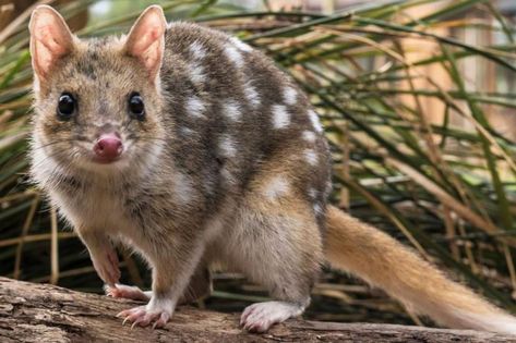 Australia Is Saving Its Eastern Quolls, Adorable Cat-Size Animals Australian Mammals, Australian Fauna, Australia Animals, Australian Wildlife, Animal Sanctuary, Australian Animals, Weird Animals, Funny Animal Pictures, Exotic Pets