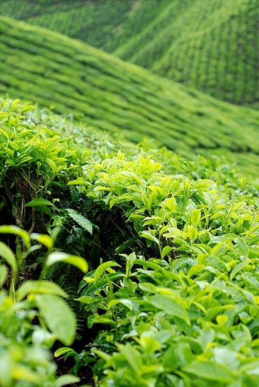 Green tea fields, Guangzhou, CHINA. #TeaField Tea Field, Tea Plants, Drinking Green Tea, Tea Farm, Tea History, Green China, Tea Plant, Tea Estate, Image Nature