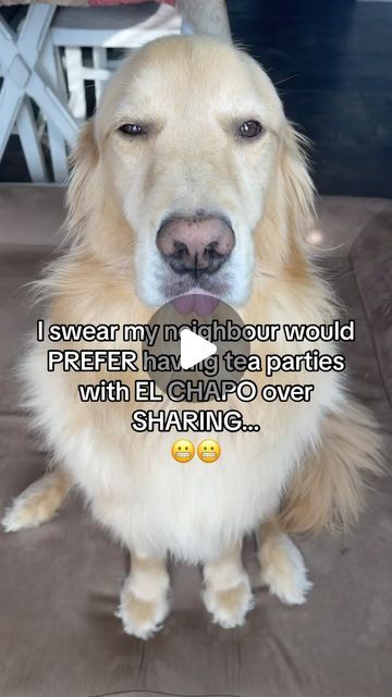 25K views · 4K likes | Buddy Smartz on Instagram: "What EMBARRASSING thing has your dog done?! #funnydogvideos #dogproblems #dogvoiceover #sorrydad #dosgofinstagram #funnydog #dogvoiceover #goviral #funny #explorepage   Sound Credit: @jimmyandclarence" Dog Videos Funny, Dog Videos, Happy Dogs Funny, Really Funny Dog Videos, Cute Dog Memes, Funny Dog Memes Hilarious, Laughing Dog Meme, Dog Memes Humor, Dog Stories