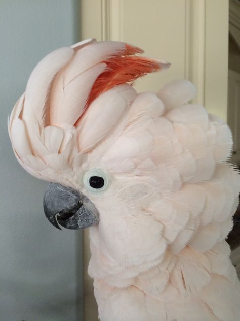 Beautiful Hula, my Mollucan Cockatoo Mollucan Cockatoo, Moluccan Cockatoo, Baby Tortoise, Amazon Parrot, Merry Christmas Gif, Pampered Pets, Fruit Carving, Pets 3, Parakeets