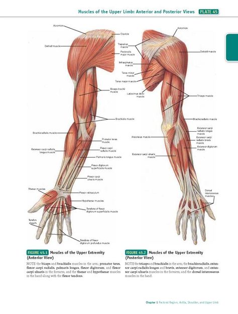 Muscles Of Upper Limb, Forearm Anatomy, Leg Muscles Anatomy, Upper Limb Anatomy, Body Muscle Anatomy, Muscular System Anatomy, Learn To Draw People, Muscle Diagram, Arm Anatomy