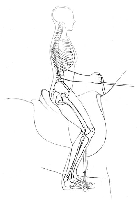 Horse Diagram, Horse Workout, Horse Biomechanics, Rider Biomechanics, Equestrian Exercises, Exercise Drawing, Bridge Exercise, Equestrian Fitness, Riding Ideas