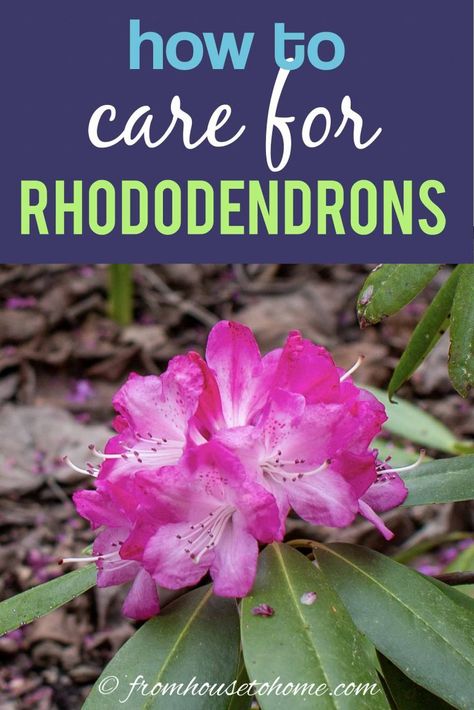 Rhododendron Care: How To Grow Beautiful Rhododendrons and Azaleas Shade Bushes, Rhododendron Care, Flowering Shrubs For Shade, Shrubs Shade, Shrubs For Shade, Rhododendron Flower, Rhododendron Plant, Small Room Diy, Shade Loving Shrubs