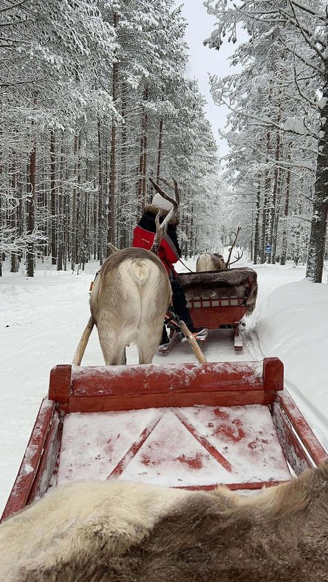 4 Days In Santa Claus Village Rovaniemi: What, Where, When & How! - Jolly Festive Santa Claus Village Rovaniemi, Santa Claus Village, Sled Ride, Santa's Village, Meet Santa, Reindeer And Sleigh, Santa Claus Reindeer, Visit Santa, Sleigh Ride