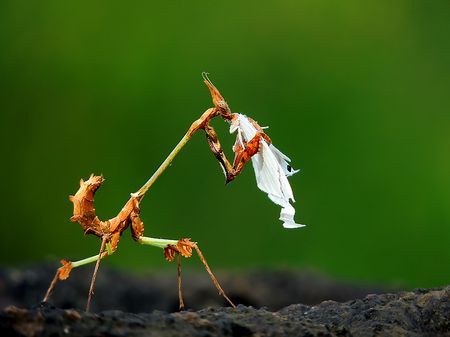 Wandering Violin Mantis With Its Prey Photo by Shantanu Kuveskar -- National Geographic Your Shot Stick Bug, National Geographic Photos, Best Photography, National Geographic, Amazing Photography, Violin, Outdoor Power Equipment, Bugs, Insects