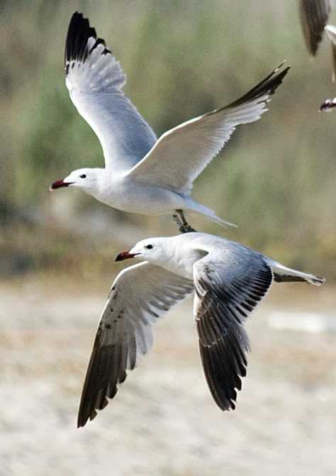 Seagulls Flying, Coastal Birds, Water Birds, Cottage By The Sea, Shorebirds, Bird Pictures, Sea Birds, Birds Flying, Beach Scenes