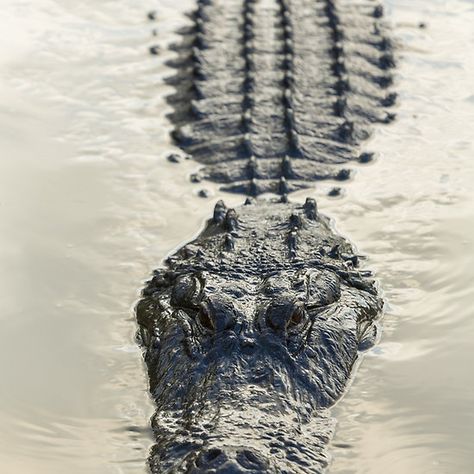 American Alligator floating in water Swamp People, Louisiana Swamp, Louisiana Art, American Alligator, Crocodiles, Floating In Water, Reptiles And Amphibians, Amphibians, 귀여운 동물