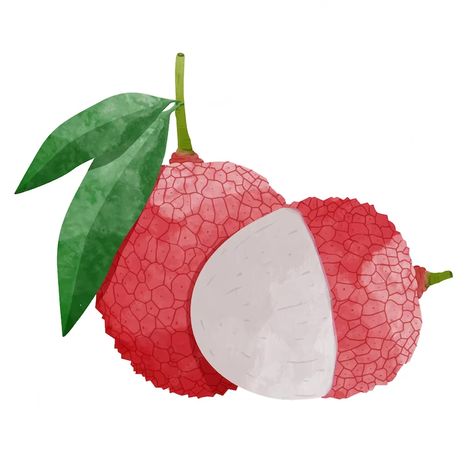 Litchi Aesthetic, Lychee Tattoo, Lychee Drawing, Lychee Illustration, Lychee Aesthetic, Lychee Painting, Lychee Vector, Vector Fruit Illustration, Lychee Tree