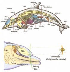 Dolphin Anatomy, Organ Anatomy, Fauna Illustration, Spinal Column, Animals Information, Veterinary Science, Animal Anatomy, Animal Science, Marine Biologist