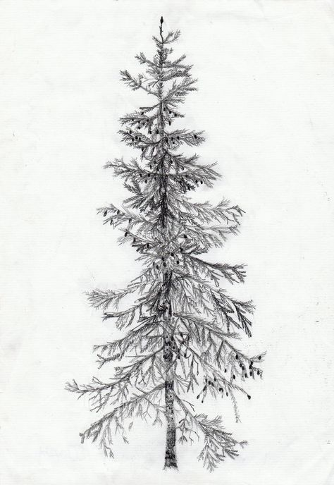 spruce Spruce Drawing, Pencil Sketches Landscape, Blue Spruce Tree, Ancient Tattoo, Fantasy Tree, Tree Sketches, Spruce Tree, Drawing Clipart, Sitka Spruce