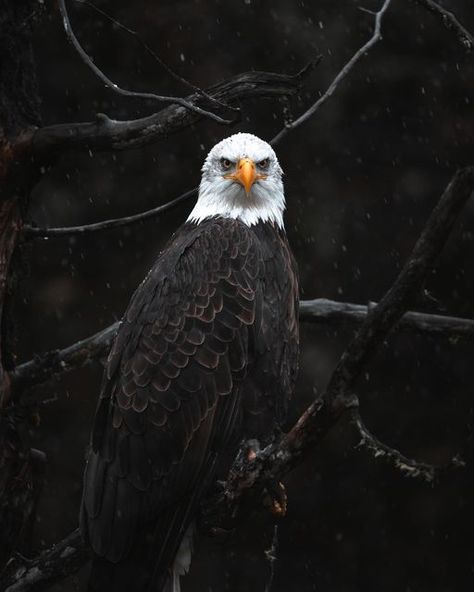 Eagles Nails, Eagle Aesthetic, Drawing Eagle, Bald Eagle Photography, Bald Eagle Pictures, Eagle Photography, Eagle Photo, Eagles Sweatshirt, Eagle Painting