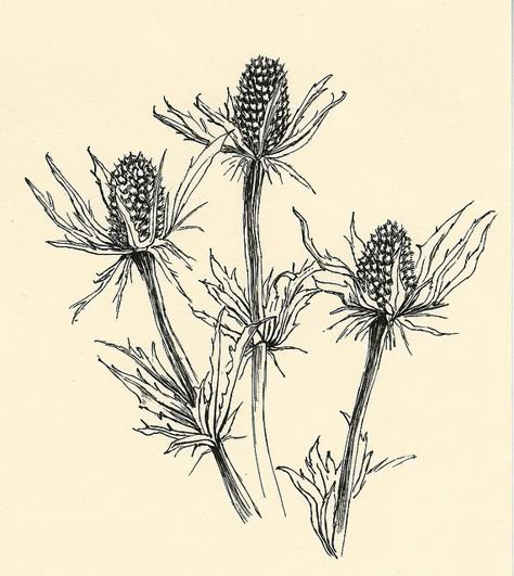 thistle Vintage Thistle Illustration, Blue Thistle Tattoo, Thistle Sketch, Thistle Tattoo Black, Thistle Illustration, Thistle Flower Tattoo, Scottish Thistle Tattoo, Simple Tree Tattoo, Thistle Tattoo