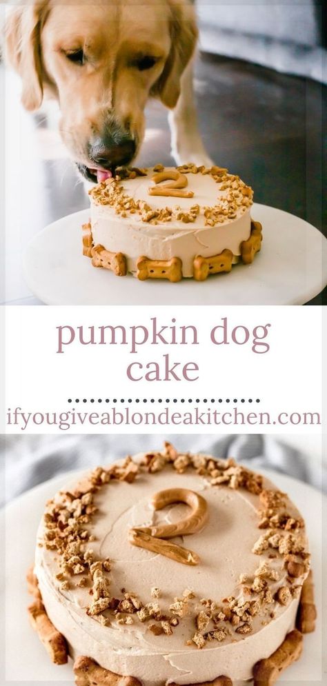 This Easy Pumpkin Dog Cake is the perfect way to celebrate your pup! It's made with pumpkin and applesauce, flavors dogs seem to really enjoy. The greek yogurt peanut butter frosting will be irresistible for your pup! Pumpkin Dog Cake, Dog Cake Recipe Pumpkin, Greek Yogurt Peanut Butter, Puppy Pumpkin, Dog Friendly Cake, Dog Birthday Cake Recipe, Dog Cake Recipes, Dog's Birthday, Peanut Butter For Dogs