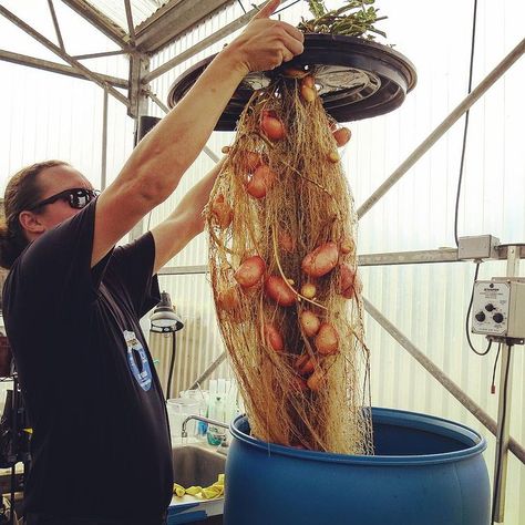 General Hydroponics on Instagram: “Custom Made Rain Forest Potato Setup (no they are not for sale) #hydropotato #growyourown #potato #generalhydroponics” Potato Hydroponics, Small Hydroponic Garden, Electroculture Diy, Hydroponic Potatoes, Aeroponics Diy, Hydroponic Gardening Diy, Hydroponics Setup, Hydroponic Gardening System, Hydroponic Grow Systems