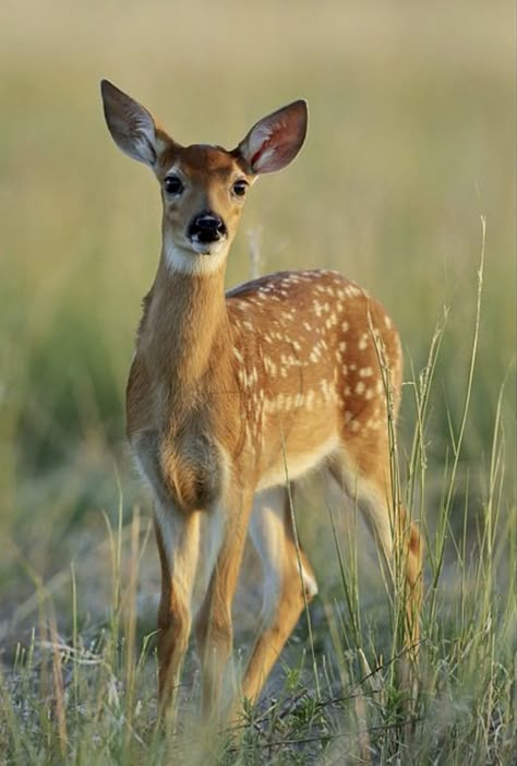 Deer Photography, Deer Wallpaper, Animals Tattoo, Deer Photos, Deer Pictures, Deer Fawn, Whitetail Deer, A Deer, Animal Planet