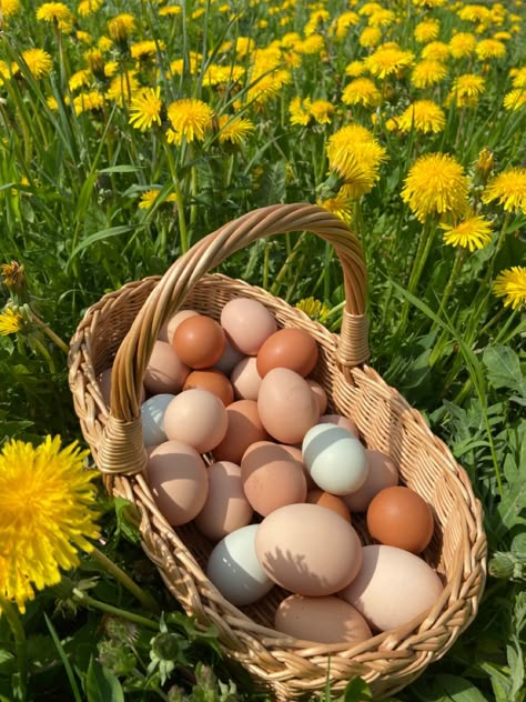 Farm Eggs Aesthetic, Scarlet Benoit, Basket Of Eggs, Fancy Farm, Cottage Aesthetic, Farm Lifestyle, Farm Food, Vegetable Garden Design, Peaceful Life