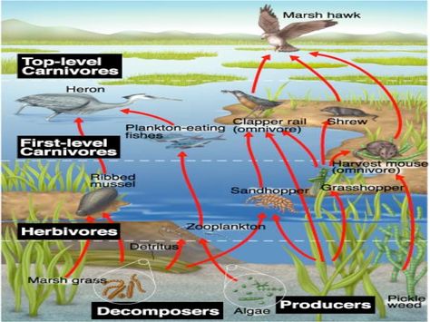 temperate deciduous forest food chain - Google Search Wetland Ecosystem, Pond Ecosystem, Temperate Deciduous Forest, Biomes Project, Solar System Projects For Kids, Stem Camp, Ocean Ecosystem, Science Room, John Dewey