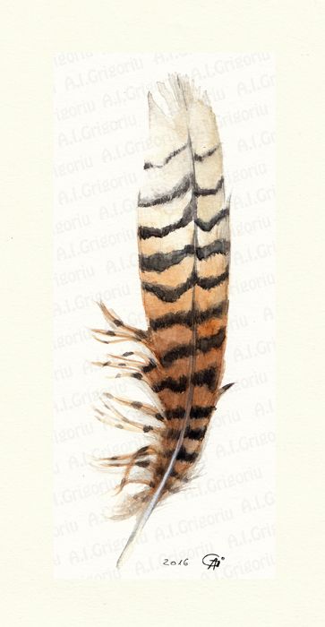 Hawk Feather Drawing, Kookaburra Feather Tattoo, Red Tail Hawk Feather Tattoo, Hawk Feather Tattoo, Turkey Tattoos, Red Tail Hawk Feathers, Hawk Feather, Red Tail Hawk, Hawk Feathers