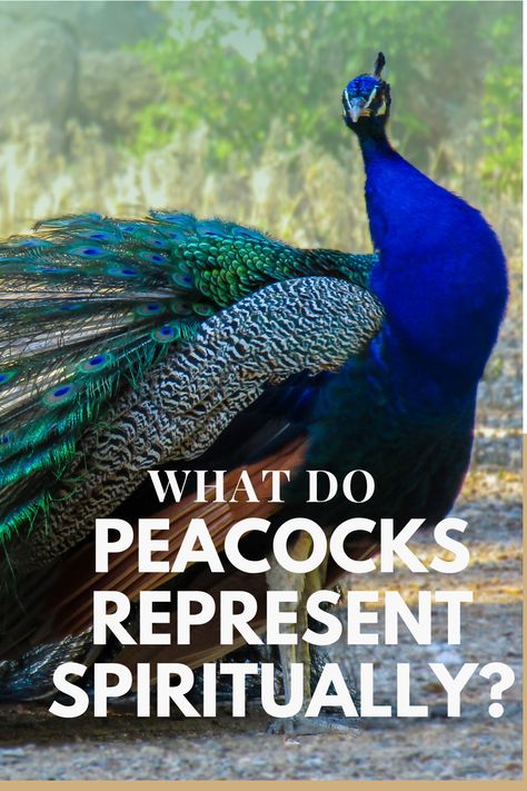 The Peacock spirit animal is the symbol of beauty, honor, attention, and immortality. In the power of the peacock, there is the ability to understand the past, present, and future correctly, to be reborn from the ashes, and self-confidence. But What Does a Peacock Spirit Animal Mean and Symbolize For You? #peacockspiritanimal #peacockspiritanimalmeaning #animalspiritguidespeacock #whitepeacockspiritanimal #peacocktotemspiritanimal #spiritanimalspeacock Peacock With Feathers Up, Peacock Spirit Animal Meaning, Peacock Tattoo Meaning, Peacock Spiritual Meaning, Peacock Meaning, Birds Symbolism, Peacock Quotes, Peacocks Bird, Peacock Tattoo Designs