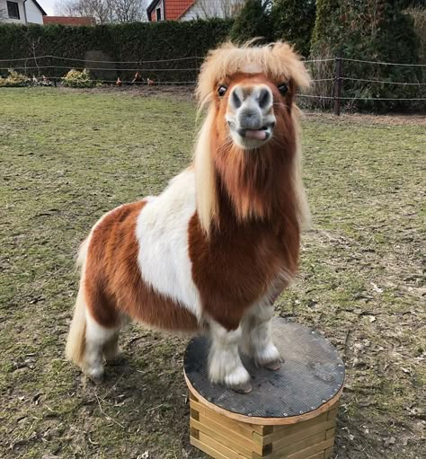 Wallpaper Horse Aesthetic, Mini Shetland Pony, Sketch Horse, Wallpaper Horse, Aesthetic Horse, Tattoo Horse, Miniature Ponies, Funny Horse Pictures, Mini Horses