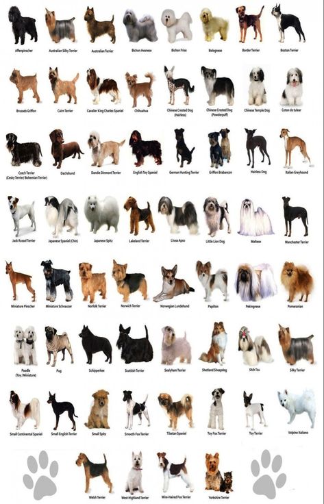 Small Dog Breeds Chart, Dog Breeds Chart, Different Breeds Of Dogs, Different Types Of Dogs, Dog Breeds List, Breeds Of Dogs, Dachshund Funny, Dogs Breeds, Dog Language