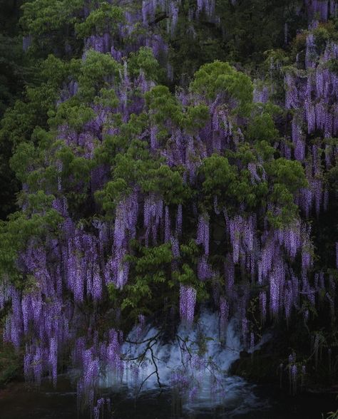 Dark Purple Wisteria, Pretty Trees Aesthetic, Dark Wisteria Aesthetic, Purple Earthy Aesthetic, Purple Plant Aesthetic, Wisteria Tree Aesthetic, Purple Forest Aesthetic, Wisteria Forest, Purple In Nature