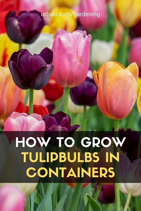 Tulips In Window Boxes, Tulip Container Garden, Tulip Container, Tulips In Containers, Bulbs In Containers, When To Plant Tulips, Planting Tulip Bulbs, Growing Tulips, Planting Tulips