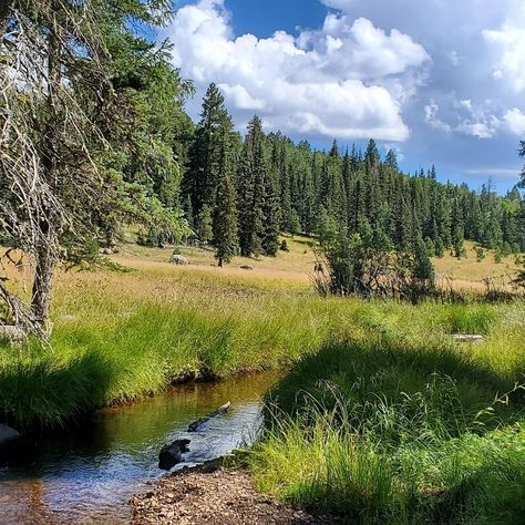 Yes this is Arizona. Big Lake AZ. Just outside of Show Low. Pinetop Arizona, Show Low Arizona, Nature Camp, Missouri Camping, Arizona Camping, Traveling Ideas, Lake Hotel, Inspiring Places, Isle Royale National Park