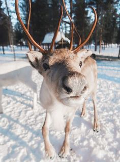 Christmas Raindeer, Reindeer Photo, Baby Skunks, Deer Wallpaper, Funny Deer, Beautiful Horse Pictures, Baby Reindeer, Snow Photography, Sweet Meat