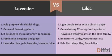 Lavender Vs Lilac, Lilac Vs Lavender, Lavender And Lilac, Lavender Paint, Color Knowledge, French Lilac, Purple Bedrooms, Lilac Wedding, Red Accessories