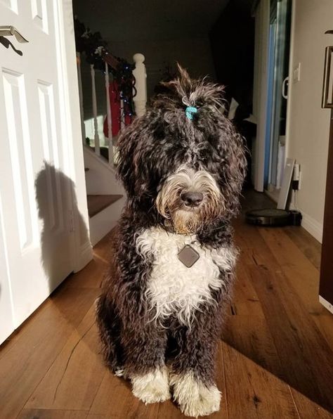 125 Best Portuguese Water Dog Names Portuguese Water Dog Aesthetic, Portuguese Water Dog Haircut, Portuguese Water Dog Puppy, Portugese Water Dogs, Dog Name Ideas, Female Dog Names, Poodle Grooming, Dog Haircuts, Tibetan Terrier