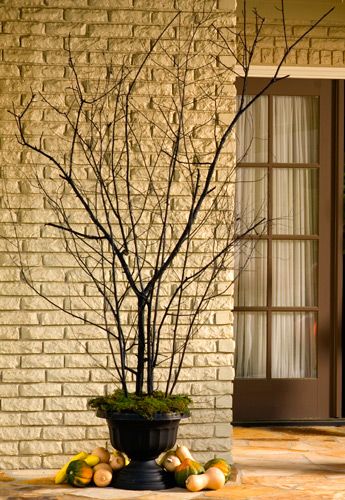 One of the easiest halloween decorations. I collect large branches and stick them in a large pot.. a little spiderwebs.. and a ta-da spooky tree Bright Green Paint, Spooky Tree, Spooky Home Decor, Spooky Trees, Easy Halloween Decorations, Halloween Front Porch, Fall Deco, Garden Aesthetic, Branch Decor