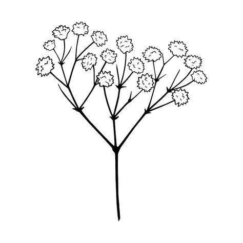 Premium Vector | Vector baby breath gypsophila line art beautiful isolated hand drawn illustration Babys Breath Drawings, Baby's Breath Flower Drawing, Baby’s Breath Drawing, Baby Breath Drawing, Gypsophila Drawing, Baby's Breath Drawing, Flower Gypsophila, Sun Drawing, Easy Flower Drawings