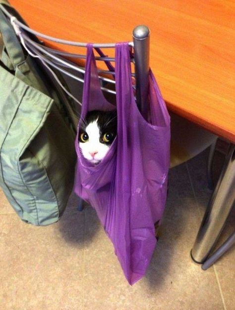 If You’re Having a Bad Day, This Post Is Exactly What You Need Gatos Cool, What Cat, Image Chat, Cat Photos, Silly Cats Pictures, Cat Icon, Cat Bag, Silly Animals, Funny Cute Cats