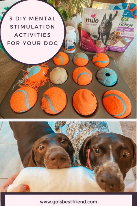 Dog Mental Stimulation, Stimulating Dog Toys, Dog Boredom Buster, Stimulation Activities, Dog Boredom, Puppy Things, Puppy Puzzle, Bored Dog, Diy Dog Toys